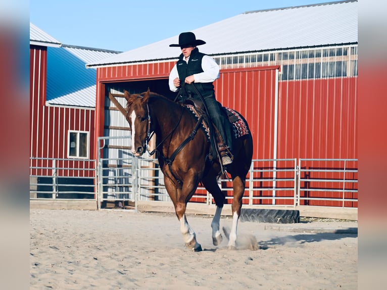 American Quarter Horse Castrone 8 Anni Sauro ciliegia in Fairbanks IA