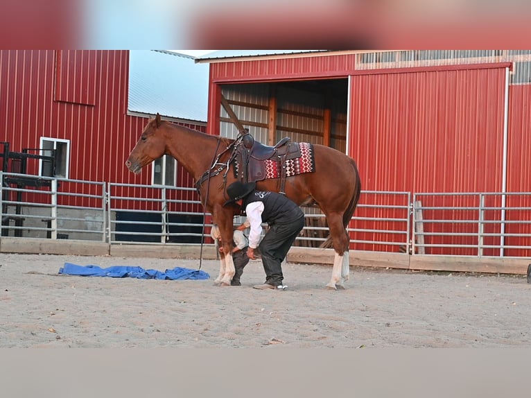 American Quarter Horse Castrone 8 Anni Sauro ciliegia in Fairbanks IA