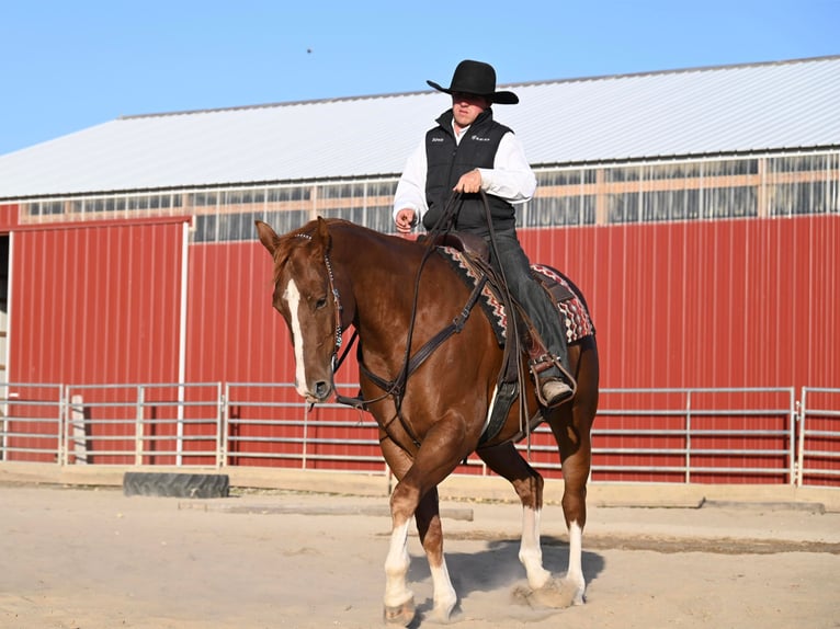 American Quarter Horse Castrone 8 Anni Sauro ciliegia in Fairbanks IA