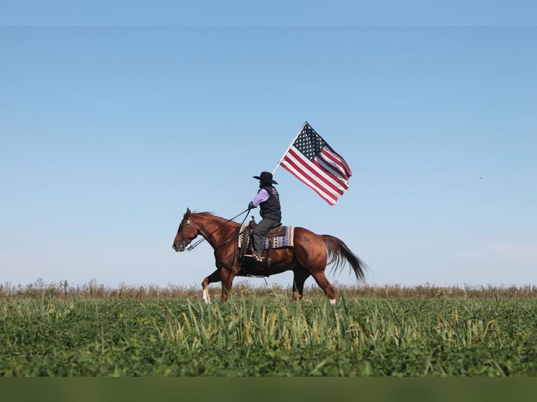 American Quarter Horse Castrone 8 Anni Sauro ciliegia in Fairbanks IA