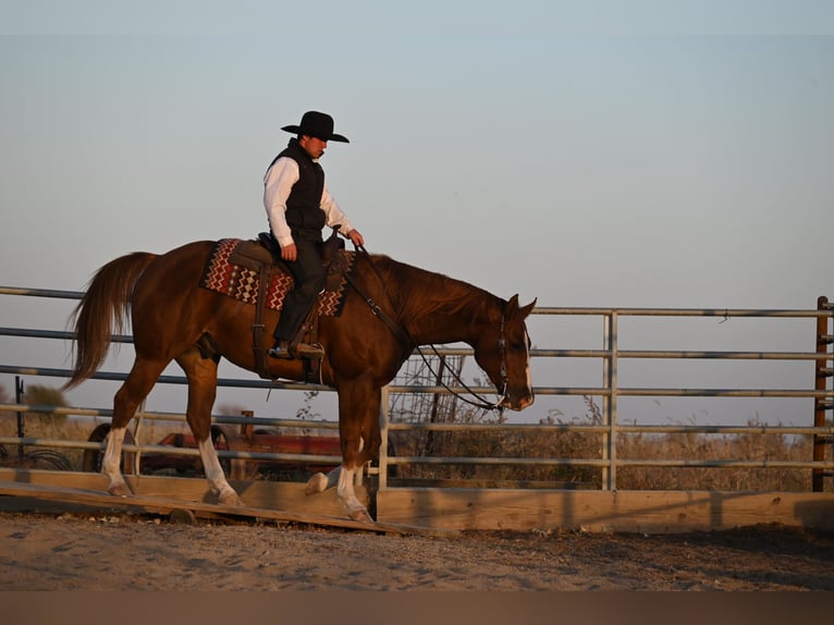 American Quarter Horse Castrone 8 Anni Sauro ciliegia in Fairbanks IA