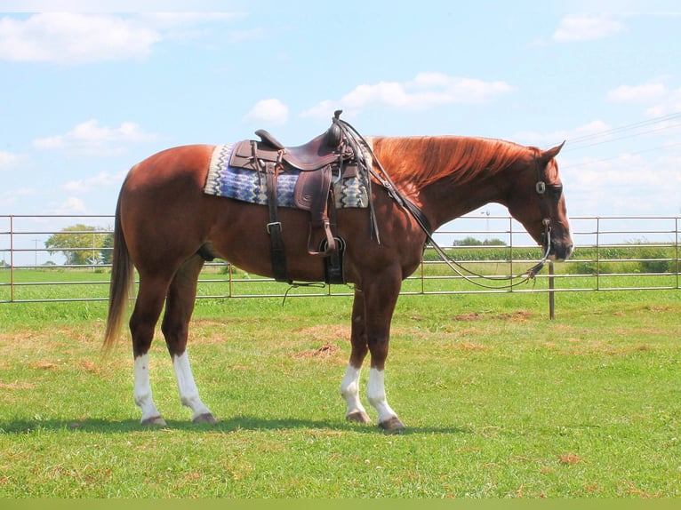 American Quarter Horse Castrone 8 Anni Sauro ciliegia in Fairbanks IA