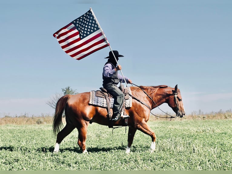 American Quarter Horse Castrone 8 Anni Sauro ciliegia in Fairbanks IA