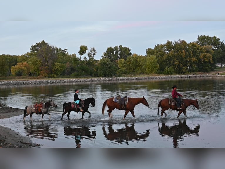 American Quarter Horse Castrone 8 Anni Sauro ciliegia in Fairbanks IA