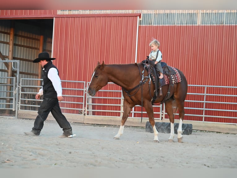 American Quarter Horse Castrone 8 Anni Sauro ciliegia in Fairbanks IA