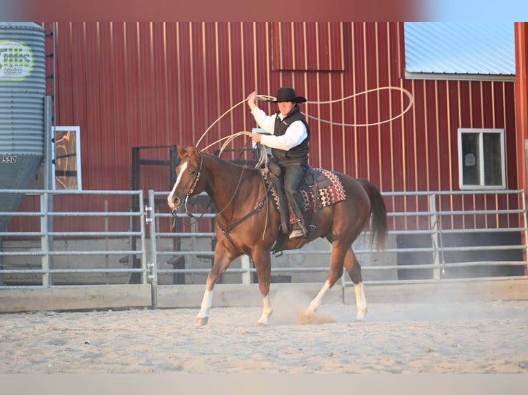 American Quarter Horse Castrone 8 Anni Sauro ciliegia in Fairbanks IA