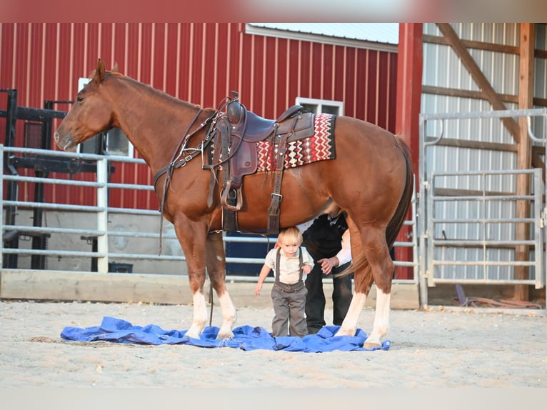 American Quarter Horse Castrone 8 Anni Sauro ciliegia in Fairbanks IA