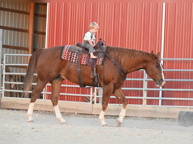 American Quarter Horse Castrone 8 Anni Sauro ciliegia in Fairbanks IA