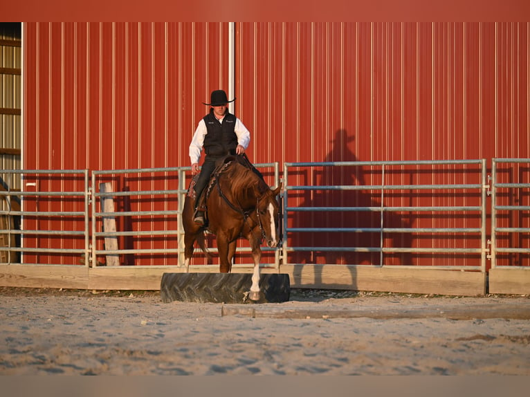 American Quarter Horse Castrone 8 Anni Sauro ciliegia in Fairbanks IA