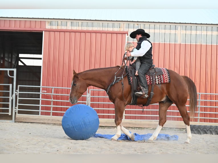 American Quarter Horse Castrone 8 Anni Sauro ciliegia in Fairbanks IA