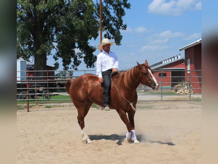 American Quarter Horse Castrone 8 Anni Sauro ciliegia in Fairbanks IA