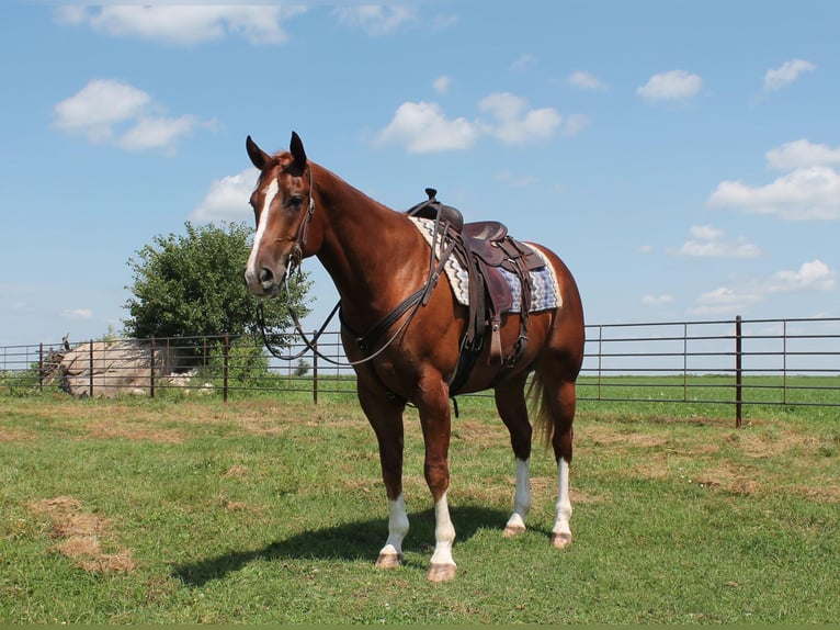 American Quarter Horse Castrone 8 Anni Sauro ciliegia in Fairbanks IA