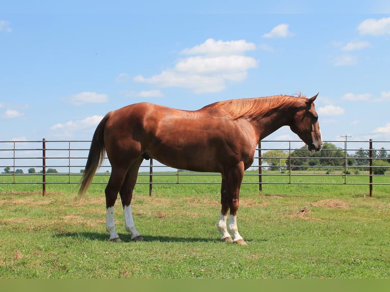 American Quarter Horse Castrone 8 Anni Sauro ciliegia in Fairbanks IA