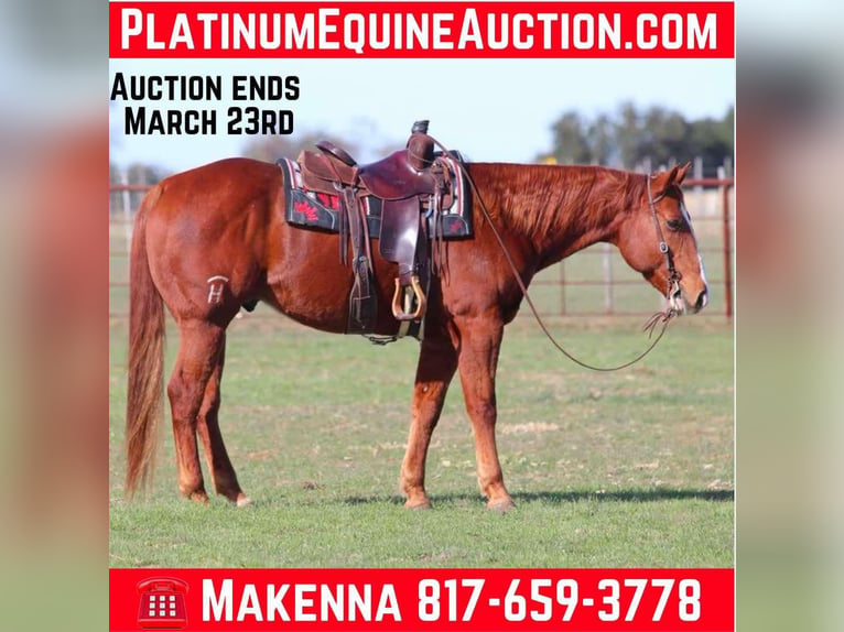 American Quarter Horse Castrone 8 Anni Sauro ciliegia in Lipan TX