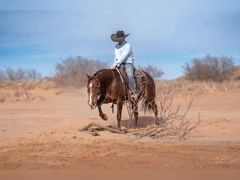 American Quarter Horse Castrone 8 Anni Sauro ciliegia in Canyon