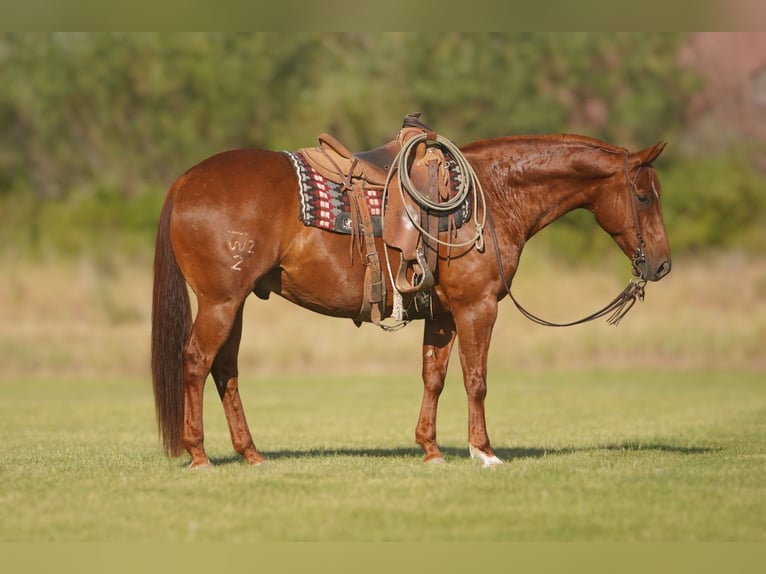 American Quarter Horse Castrone 8 Anni Sauro ciliegia in Rexburg