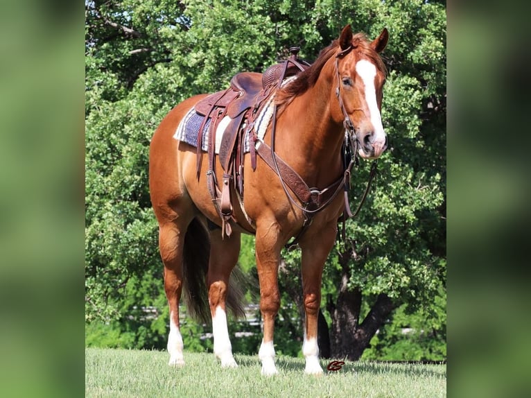American Quarter Horse Castrone 8 Anni Sauro ciliegia in Jacksboro, TX