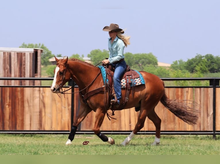 American Quarter Horse Castrone 8 Anni Sauro ciliegia in Jacksboro, TX