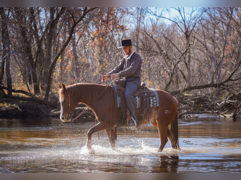 American Quarter Horse Castrone 8 Anni Sauro ciliegia in Independence