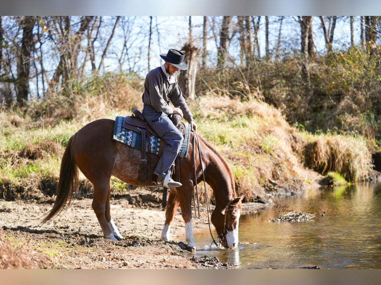 American Quarter Horse Castrone 8 Anni Sauro ciliegia in Independence