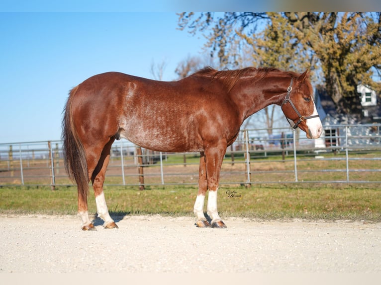 American Quarter Horse Castrone 8 Anni Sauro ciliegia in Independence
