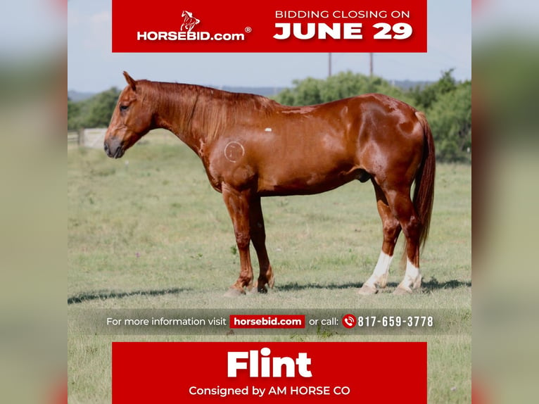 American Quarter Horse Castrone 8 Anni Sauro ciliegia in Mineral Wells