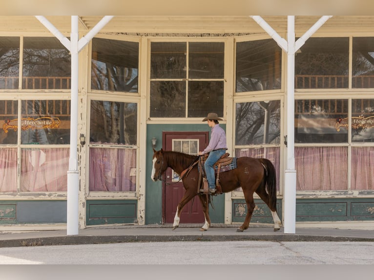 American Quarter Horse Castrone 8 Anni Sauro ciliegia in Decorah