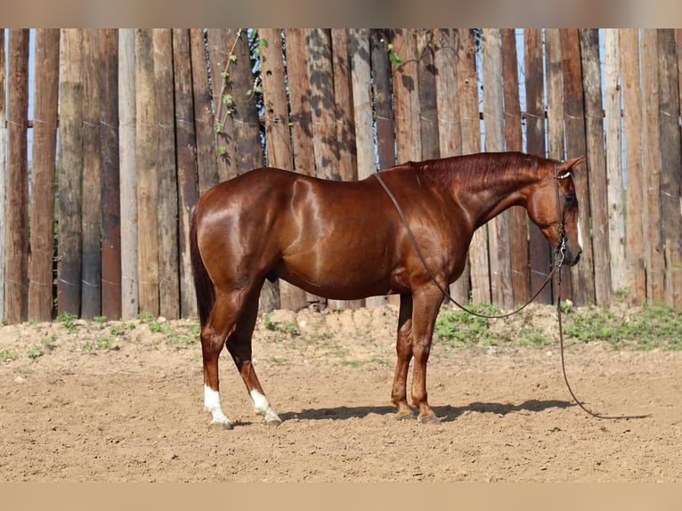 American Quarter Horse Castrone 8 Anni Sauro ciliegia in Joshua, TX