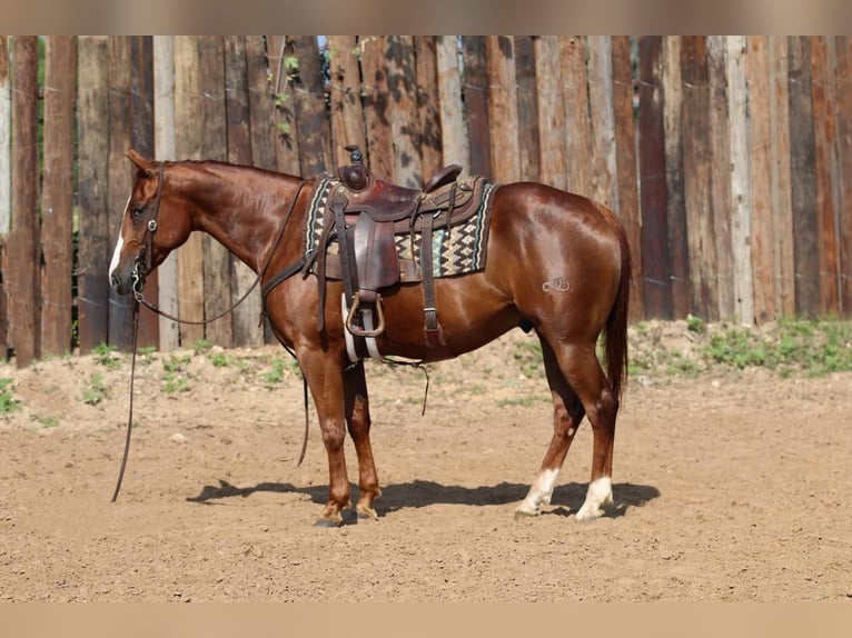 American Quarter Horse Castrone 8 Anni Sauro ciliegia in Joshua, TX