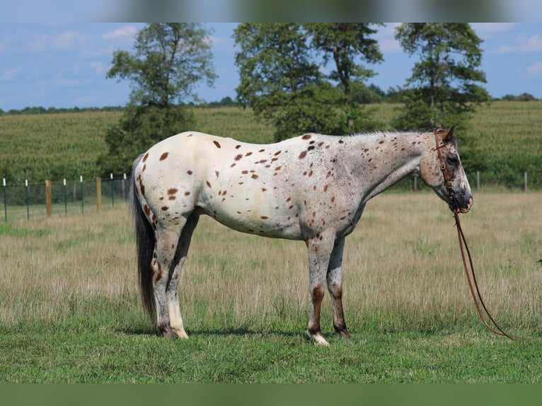 American Quarter Horse Castrone 8 Anni Sauro ciliegia in Sonara Ky