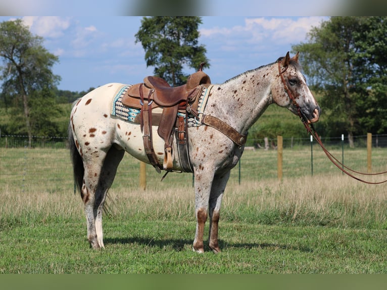 American Quarter Horse Castrone 8 Anni Sauro ciliegia in Sonara Ky