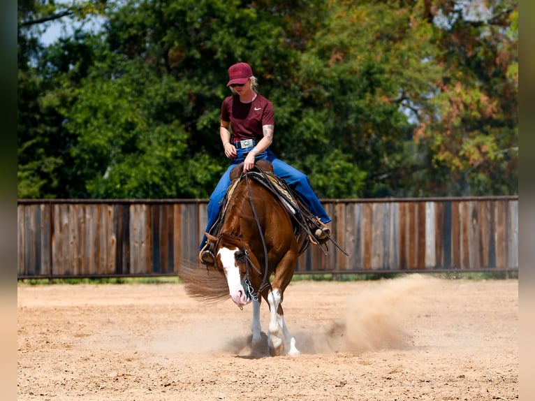 American Quarter Horse Castrone 8 Anni Sauro ciliegia in Mount Vernon