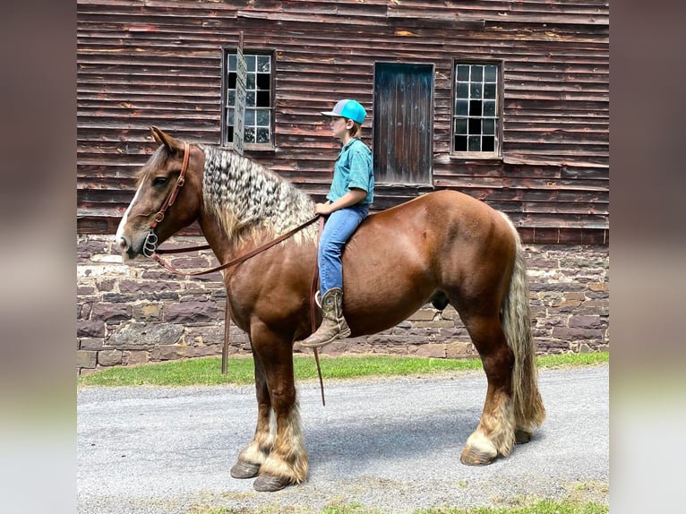 American Quarter Horse Castrone 8 Anni Sauro scuro in Everett PA