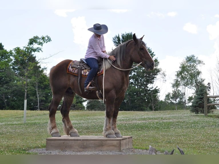 American Quarter Horse Castrone 8 Anni Sauro scuro in Everett PA