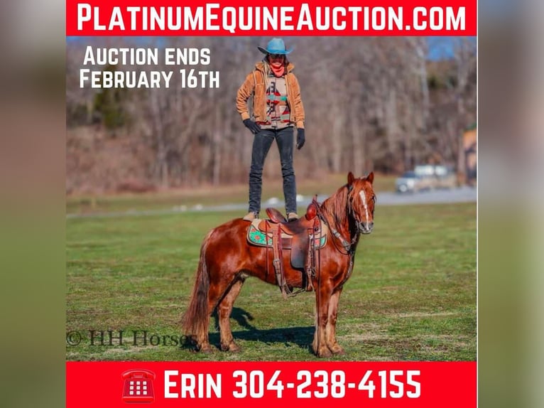 American Quarter Horse Castrone 8 Anni Sauro scuro in flemingsburg Ky