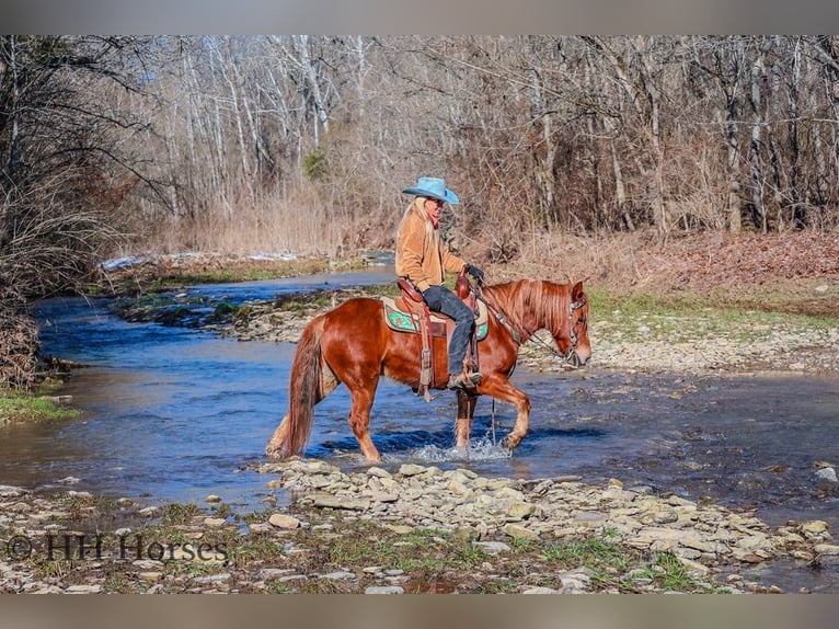 American Quarter Horse Castrone 8 Anni Sauro scuro in flemingsburg Ky