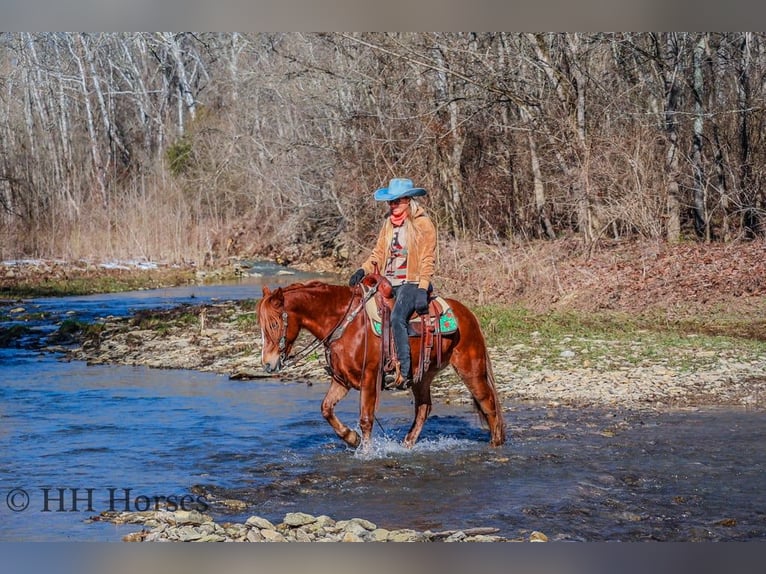 American Quarter Horse Castrone 8 Anni Sauro scuro in flemingsburg Ky