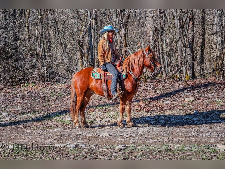 American Quarter Horse Castrone 8 Anni Sauro scuro in flemingsburg Ky