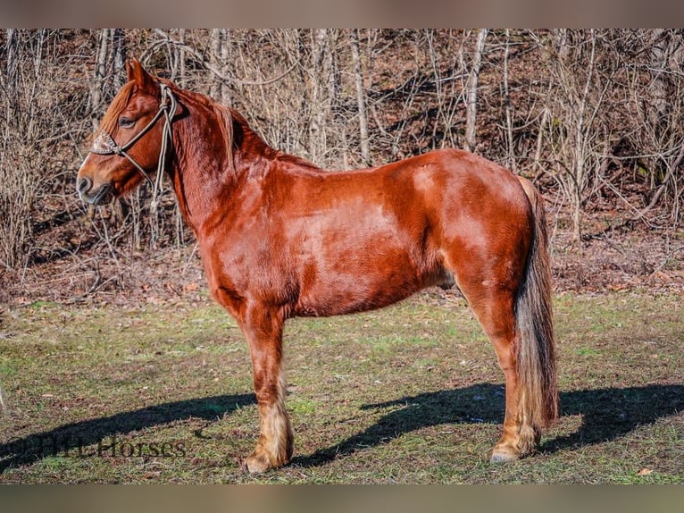 American Quarter Horse Castrone 8 Anni Sauro scuro in flemingsburg Ky