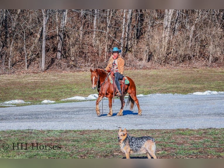 American Quarter Horse Castrone 8 Anni Sauro scuro in flemingsburg Ky