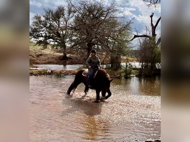 American Quarter Horse Castrone 8 Anni Sauro scuro in Weatherford TX