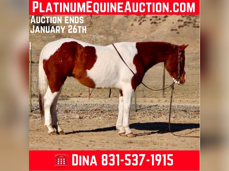 American Quarter Horse Castrone 8 Anni Sauro scuro in PAICINES, CA