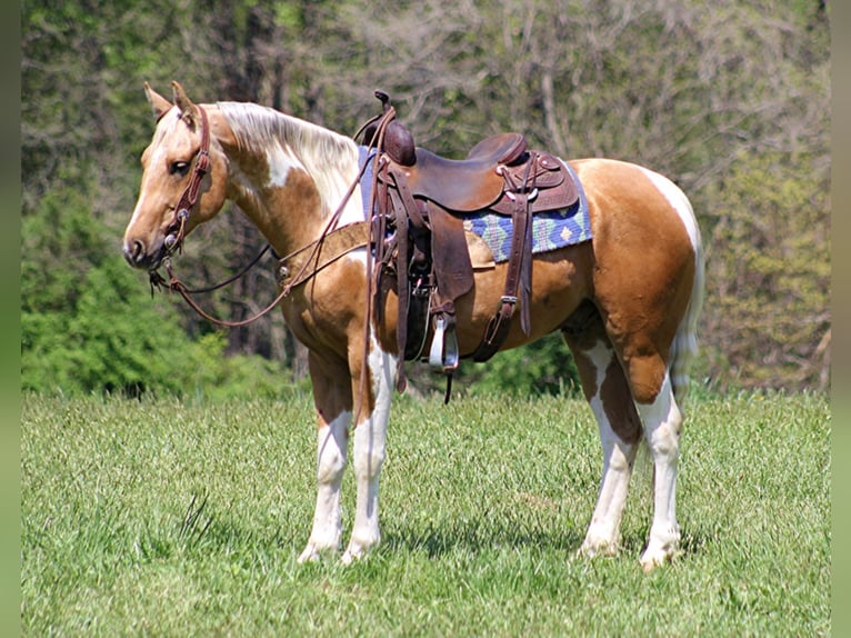 American Quarter Horse Castrone 8 Anni Tobiano-tutti i colori in Rineyville Ky