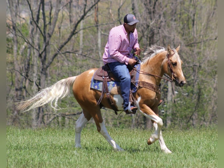 American Quarter Horse Castrone 8 Anni Tobiano-tutti i colori in Rineyville Ky