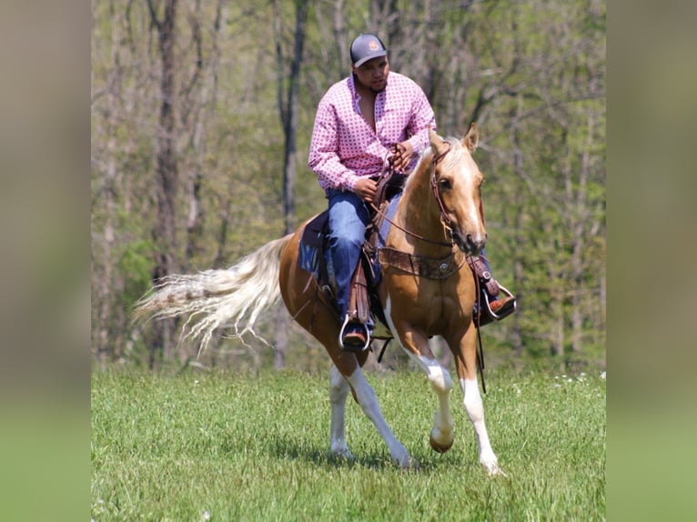 American Quarter Horse Castrone 8 Anni Tobiano-tutti i colori in Rineyville Ky