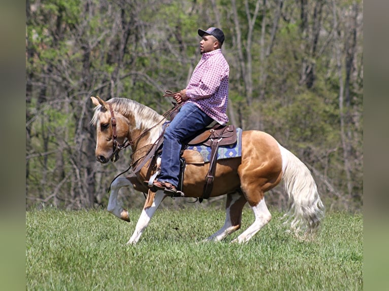 American Quarter Horse Castrone 8 Anni Tobiano-tutti i colori in Rineyville Ky