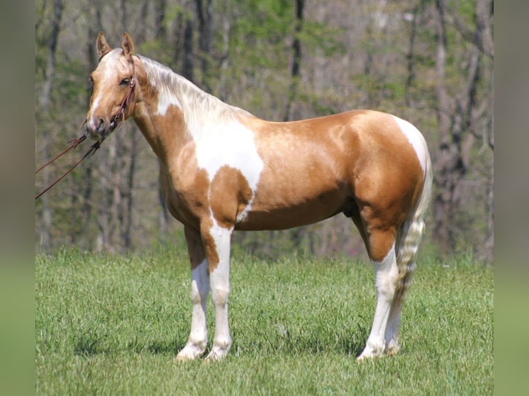 American Quarter Horse Castrone 8 Anni Tobiano-tutti i colori in Rineyville Ky