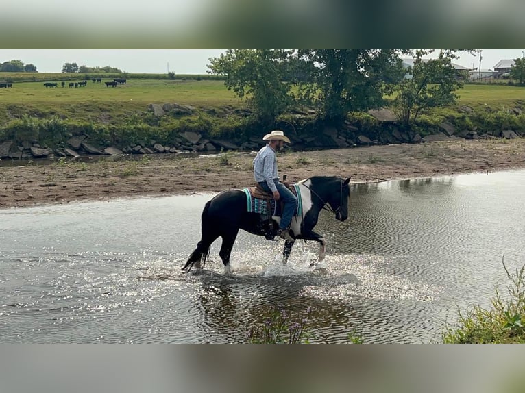 American Quarter Horse Castrone 8 Anni Tobiano-tutti i colori in Sheffield IA