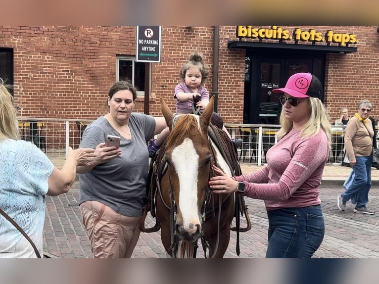 American Quarter Horse Castrone 8 Anni Tobiano-tutti i colori in Weatherford TX