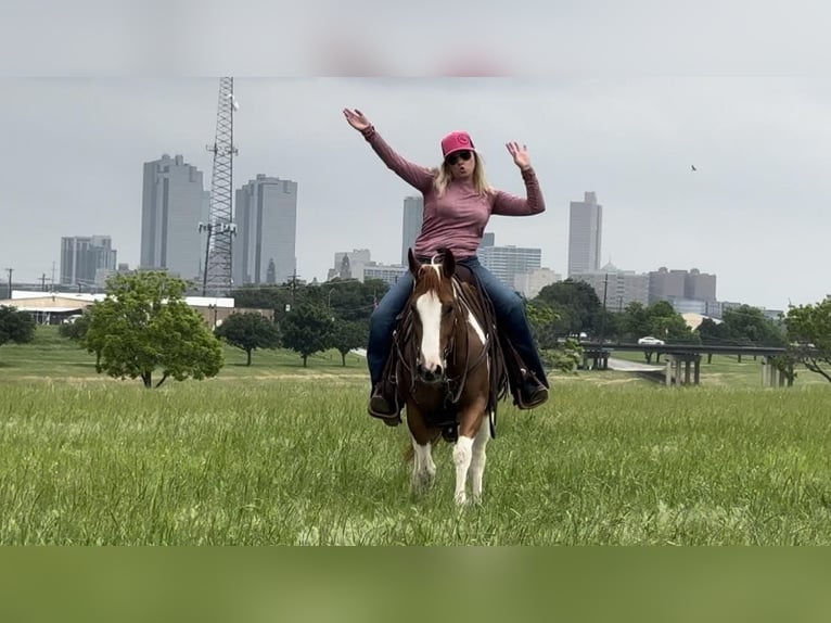 American Quarter Horse Castrone 8 Anni Tobiano-tutti i colori in Weatherford TX